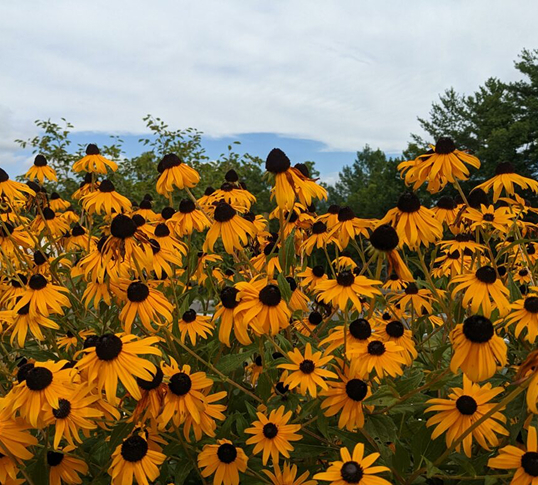 August Events McDowell County NC